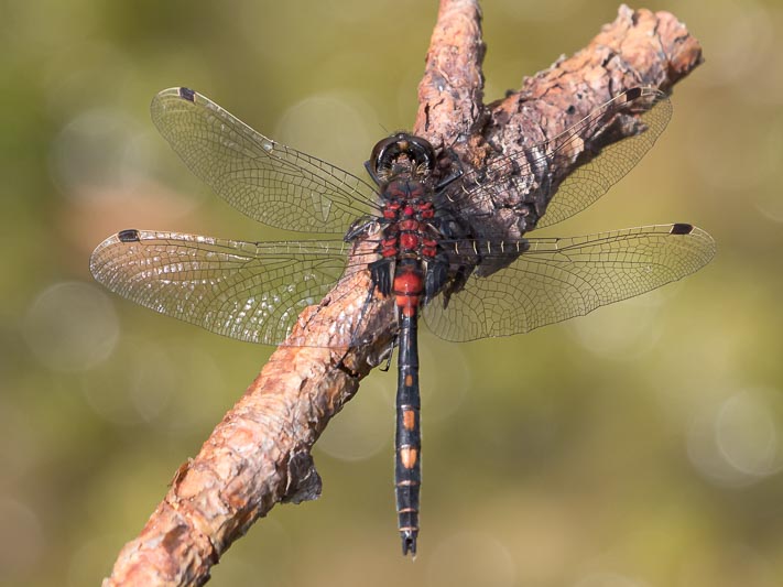 Leucorrhinia dubia (Small Whiteface) male-1867.jpg